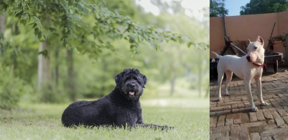 Indian Bull Terrier vs Bouvier des Flandres - Breed Comparison