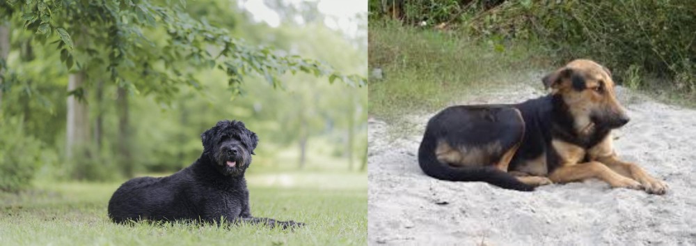 Indian Pariah Dog vs Bouvier des Flandres - Breed Comparison