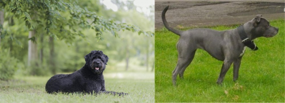 Irish Bull Terrier vs Bouvier des Flandres - Breed Comparison