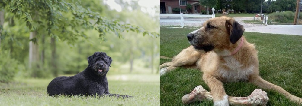 Irish Mastiff Hound vs Bouvier des Flandres - Breed Comparison
