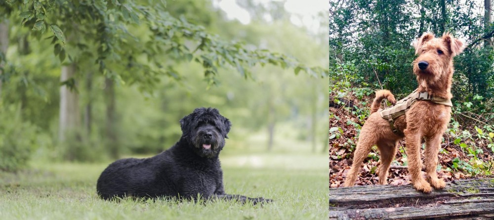 Irish Terrier vs Bouvier des Flandres - Breed Comparison