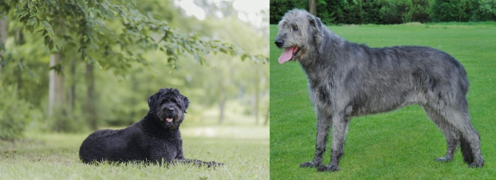 Irish Wolfhound vs Bouvier des Flandres - Breed Comparison