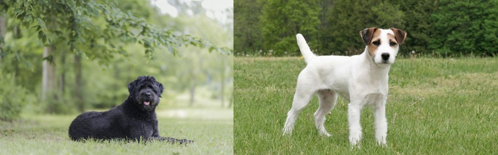 Jack Russell Terrier vs Bouvier des Flandres - Breed Comparison