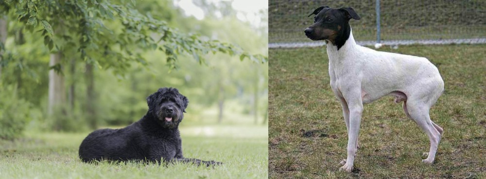 Japanese Terrier vs Bouvier des Flandres - Breed Comparison