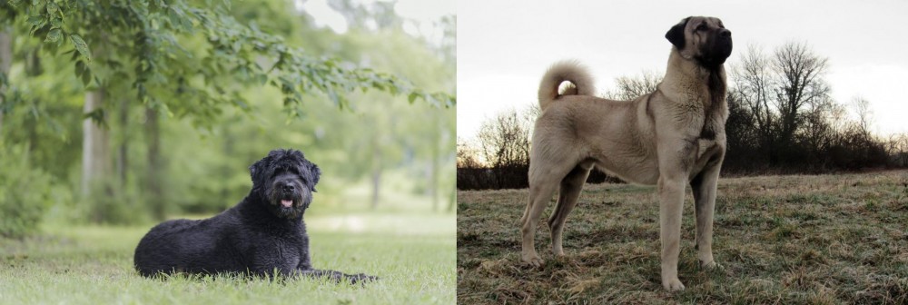 Kangal Dog vs Bouvier des Flandres - Breed Comparison