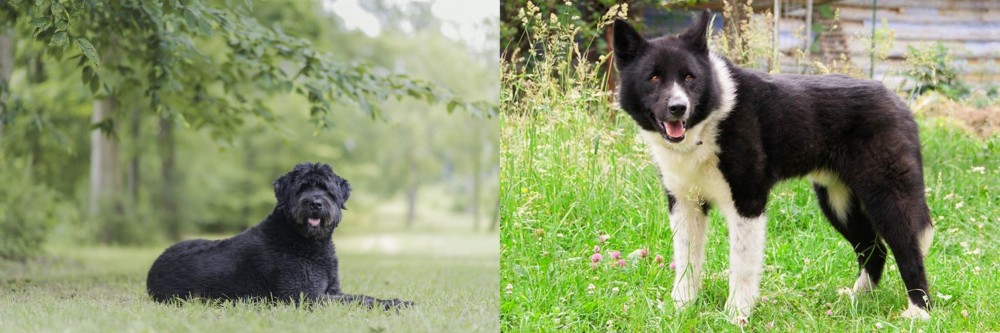 Karelian Bear Dog vs Bouvier des Flandres - Breed Comparison