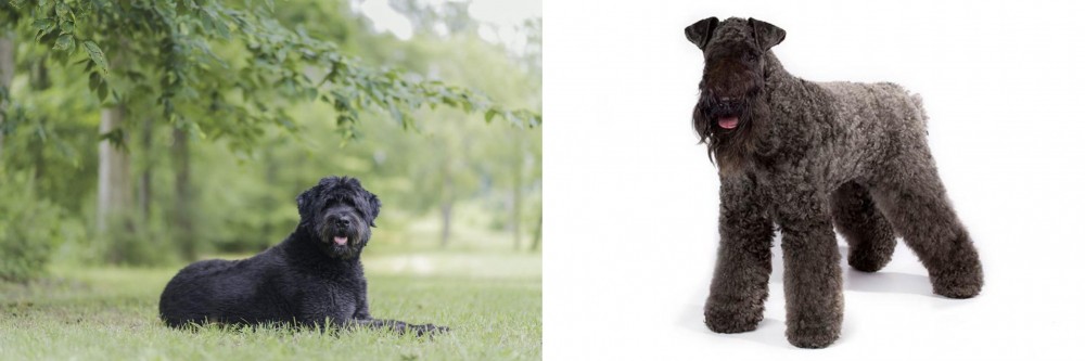 Kerry Blue Terrier vs Bouvier des Flandres - Breed Comparison