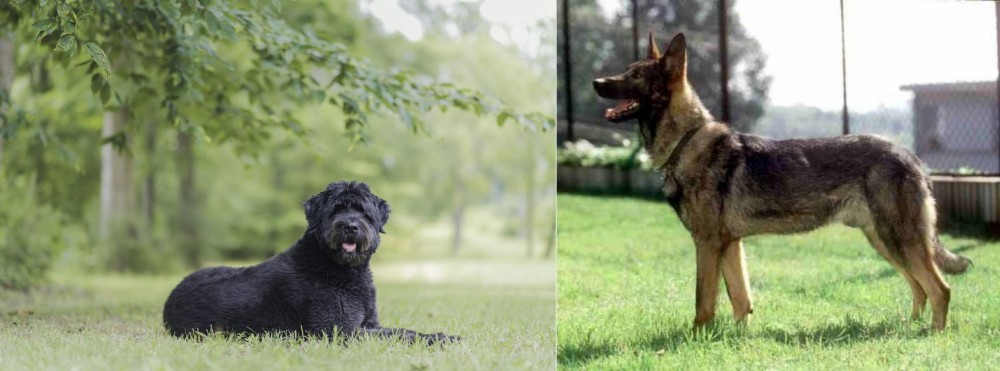 Kunming Dog vs Bouvier des Flandres - Breed Comparison