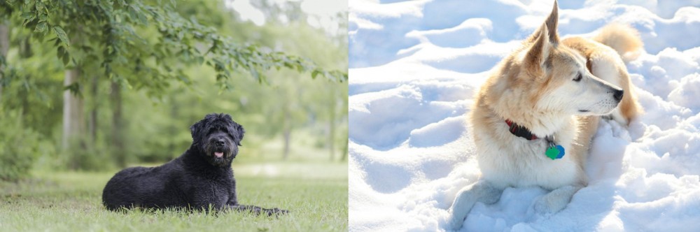 Labrador Husky vs Bouvier des Flandres - Breed Comparison