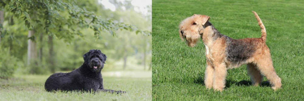 Lakeland Terrier vs Bouvier des Flandres - Breed Comparison