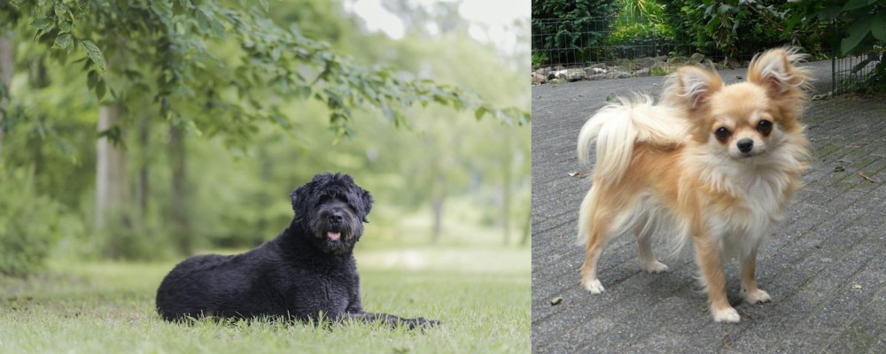 Long Haired Chihuahua vs Bouvier des Flandres - Breed Comparison