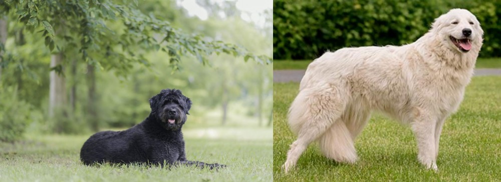 Maremma Sheepdog vs Bouvier des Flandres - Breed Comparison