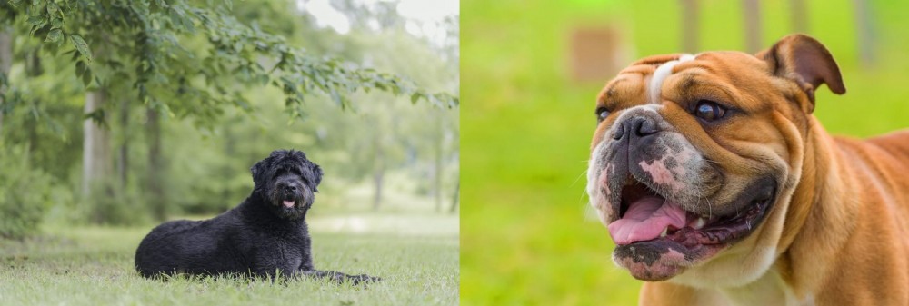 Miniature English Bulldog vs Bouvier des Flandres - Breed Comparison