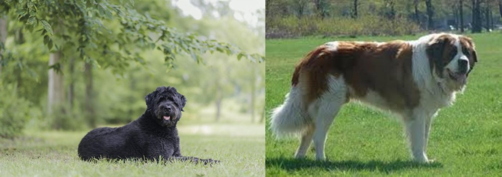 Moscow Watchdog vs Bouvier des Flandres - Breed Comparison