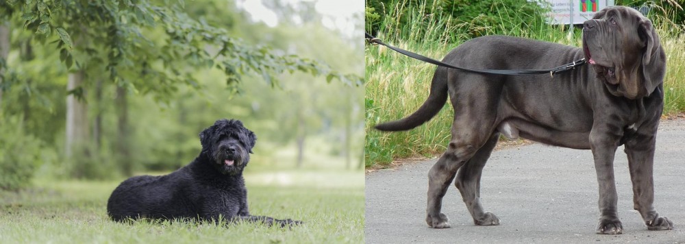 Neapolitan Mastiff vs Bouvier des Flandres - Breed Comparison