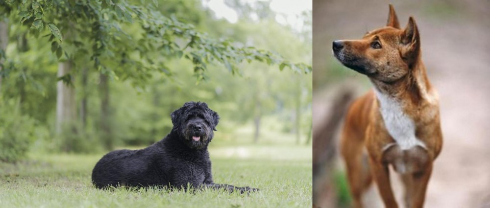 New Guinea Singing Dog vs Bouvier des Flandres - Breed Comparison