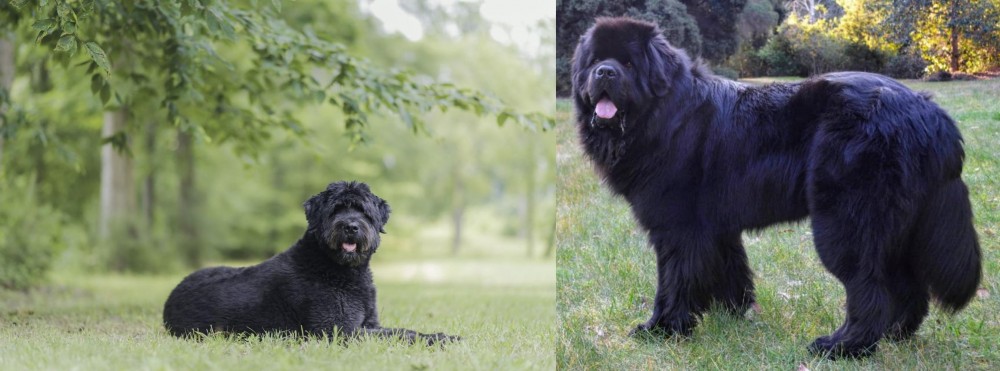 Newfoundland Dog vs Bouvier des Flandres - Breed Comparison