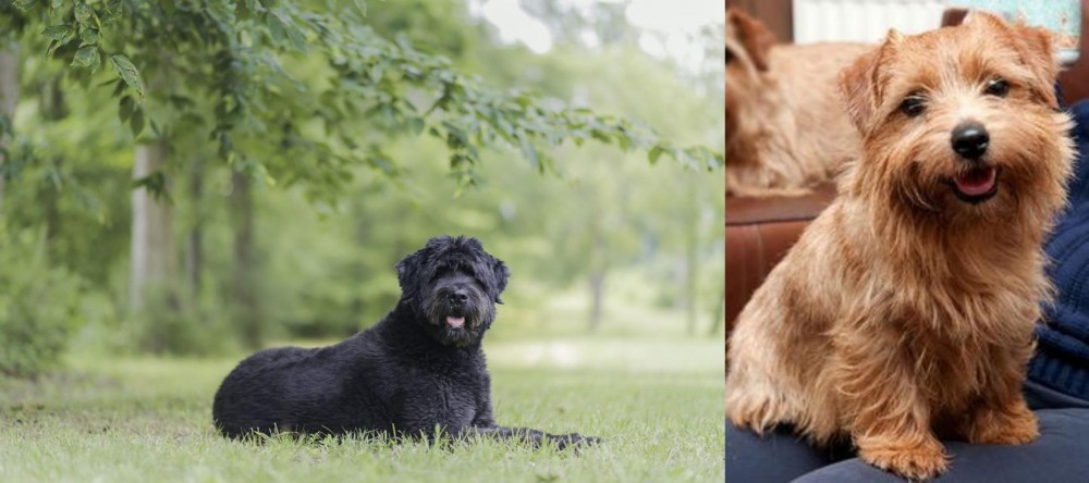 Norfolk Terrier vs Bouvier des Flandres - Breed Comparison