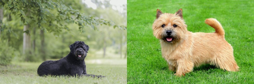 Norwich Terrier vs Bouvier des Flandres - Breed Comparison