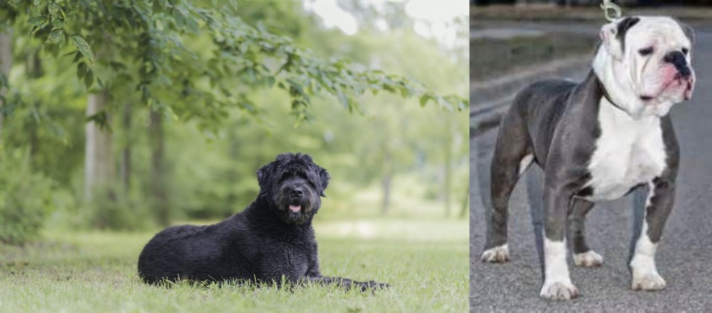 Old English Bulldog vs Bouvier des Flandres - Breed Comparison