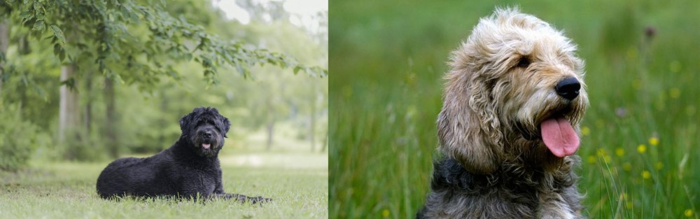 Otterhound vs Bouvier des Flandres - Breed Comparison