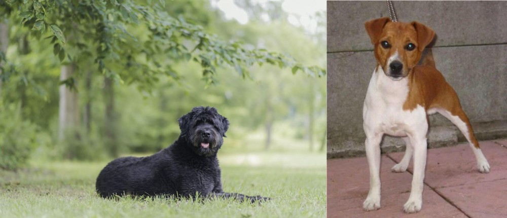 Plummer Terrier vs Bouvier des Flandres - Breed Comparison