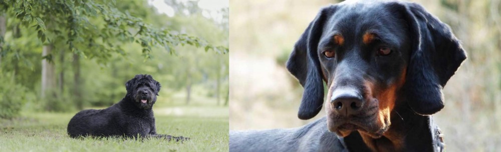 Polish Hunting Dog vs Bouvier des Flandres - Breed Comparison
