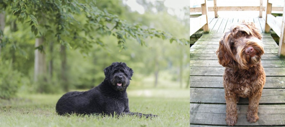Portuguese Water Dog vs Bouvier des Flandres - Breed Comparison