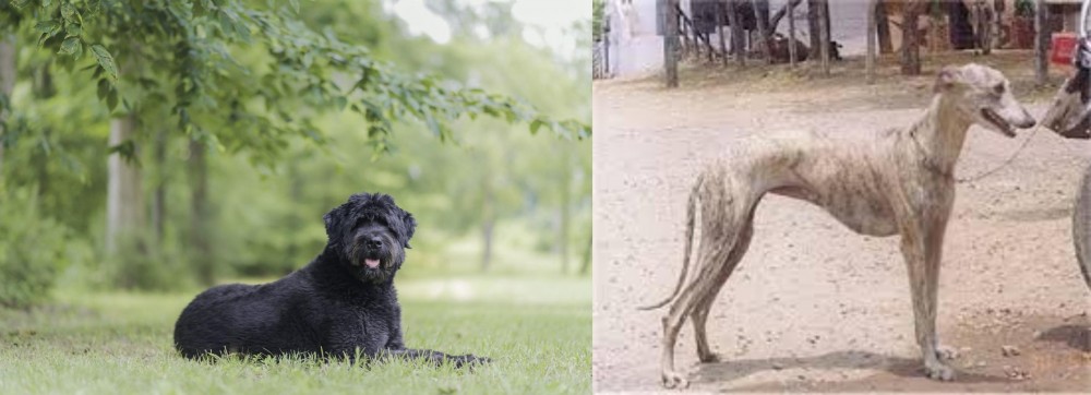Rampur Greyhound vs Bouvier des Flandres - Breed Comparison
