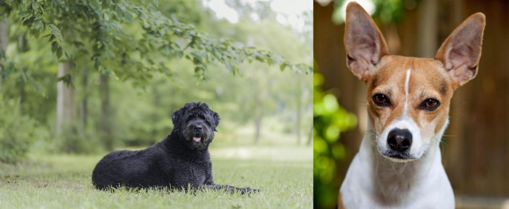 Rat Terrier vs Bouvier des Flandres - Breed Comparison