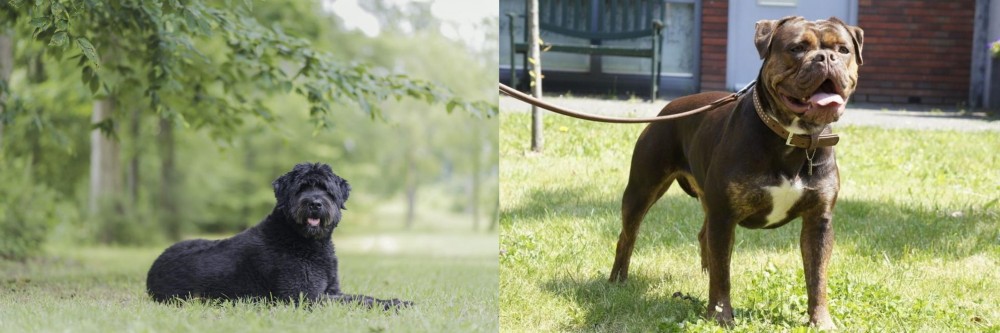 Renascence Bulldogge vs Bouvier des Flandres - Breed Comparison