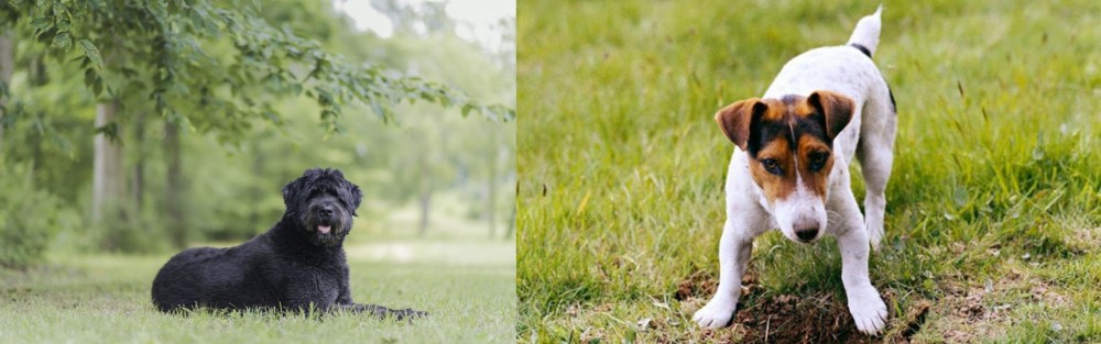 Russell Terrier vs Bouvier des Flandres - Breed Comparison