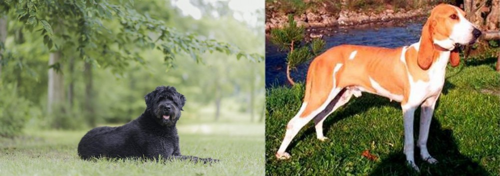 Schweizer Laufhund vs Bouvier des Flandres - Breed Comparison