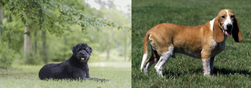 Schweizer Niederlaufhund vs Bouvier des Flandres - Breed Comparison