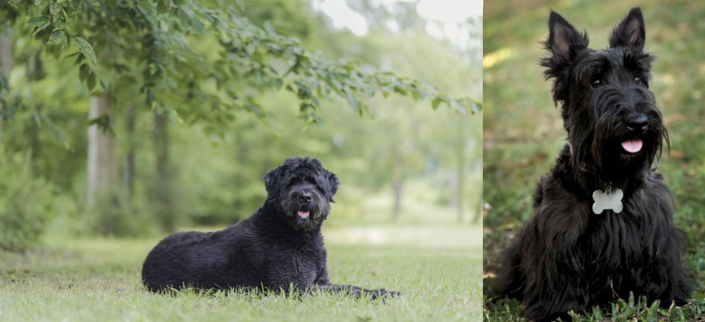 Scoland Terrier vs Bouvier des Flandres - Breed Comparison