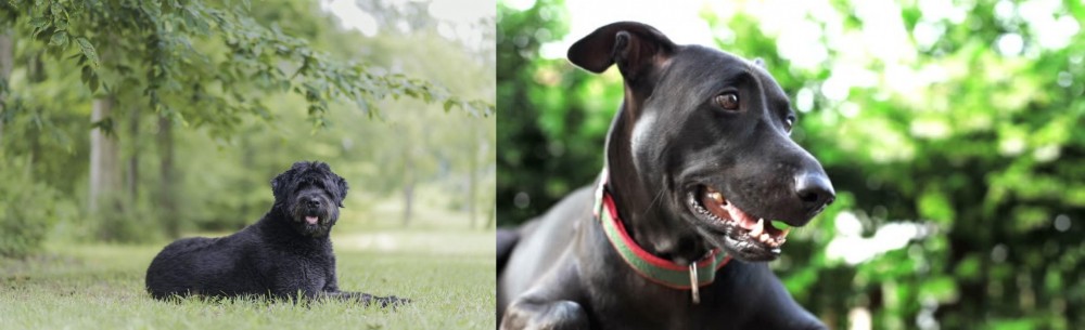 Shepard Labrador vs Bouvier des Flandres - Breed Comparison