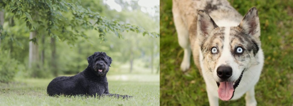 Shepherd Husky vs Bouvier des Flandres - Breed Comparison