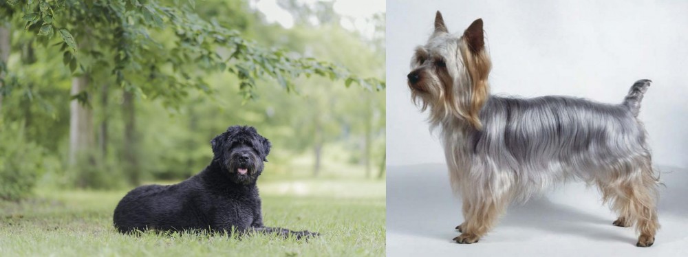Silky Terrier vs Bouvier des Flandres - Breed Comparison