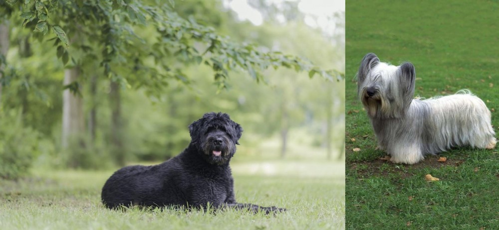 Skye Terrier vs Bouvier des Flandres - Breed Comparison