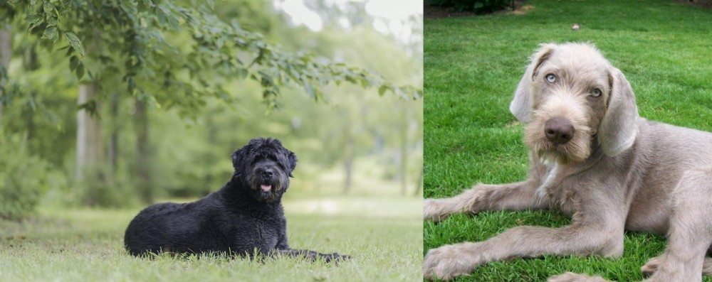 Slovakian Rough Haired Pointer vs Bouvier des Flandres - Breed Comparison