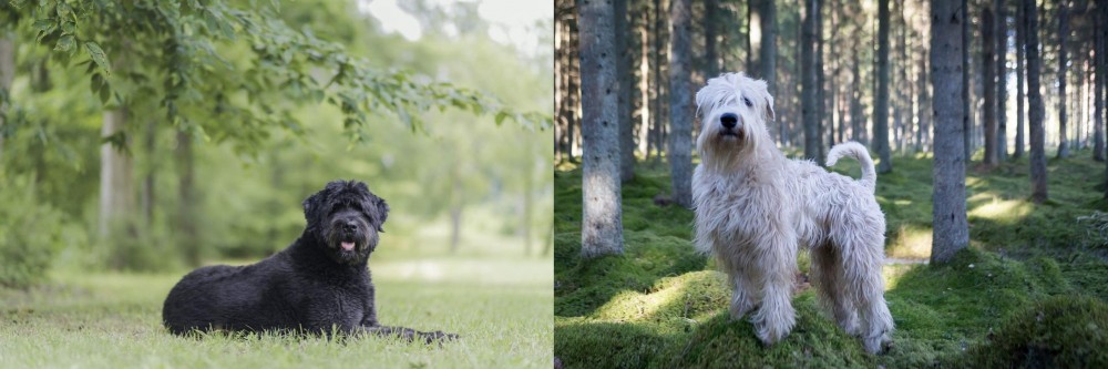 Soft-Coated Wheaten Terrier vs Bouvier des Flandres - Breed Comparison