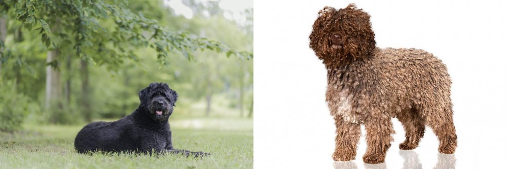 Spanish Water Dog vs Bouvier des Flandres - Breed Comparison