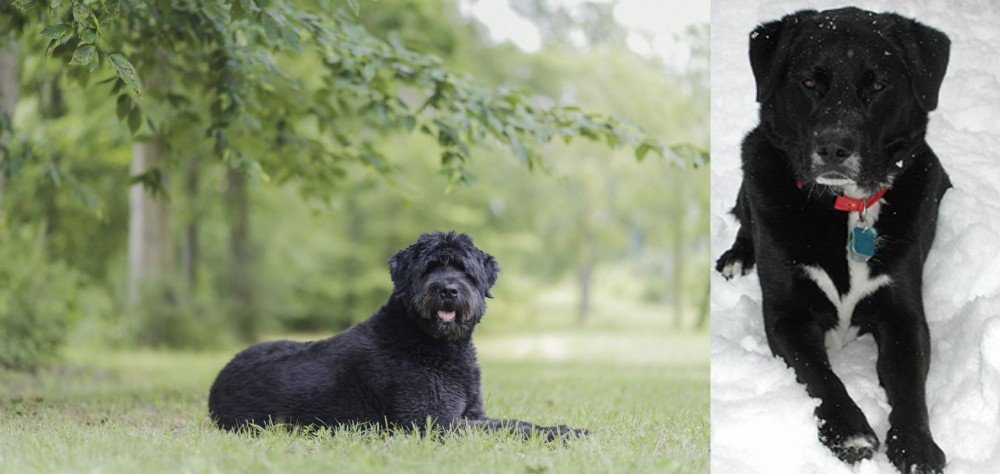 St. John's Water Dog vs Bouvier des Flandres - Breed Comparison