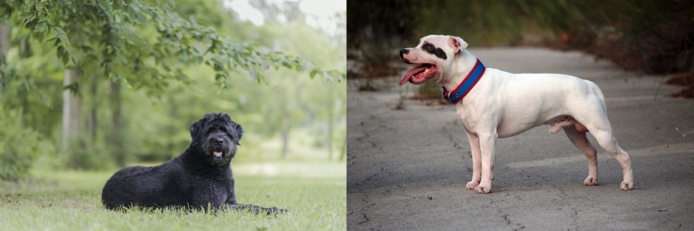 Staffordshire Bull Terrier vs Bouvier des Flandres - Breed Comparison
