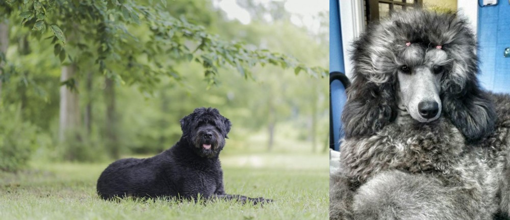 Standard Poodle vs Bouvier des Flandres - Breed Comparison