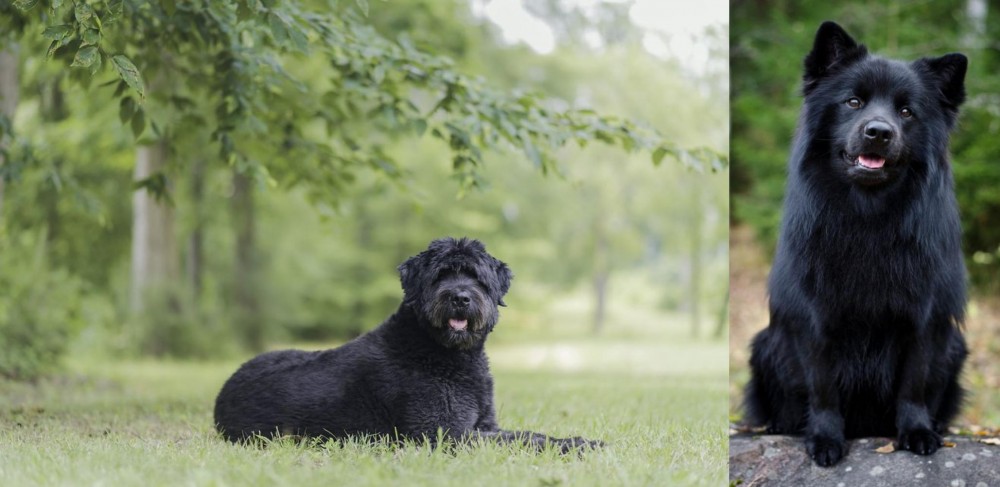 Swedish Lapphund vs Bouvier des Flandres - Breed Comparison