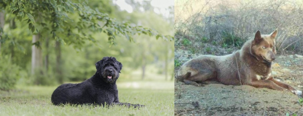 Tahltan Bear Dog vs Bouvier des Flandres - Breed Comparison