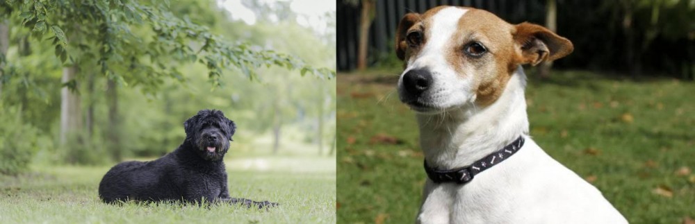 Tenterfield Terrier vs Bouvier des Flandres - Breed Comparison