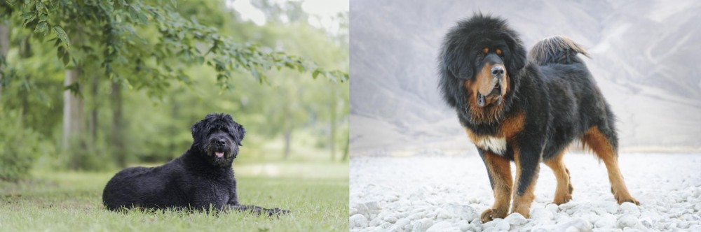 Tibetan Mastiff vs Bouvier des Flandres - Breed Comparison