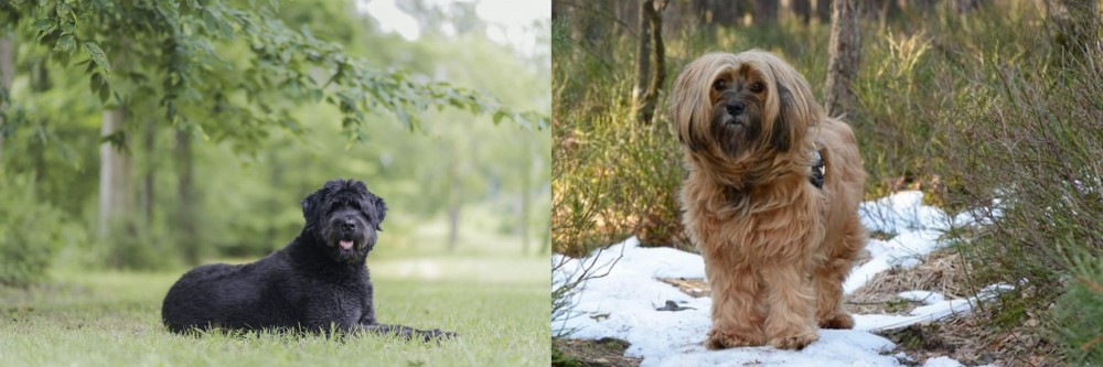 Tibetan Terrier vs Bouvier des Flandres - Breed Comparison